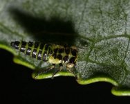 nlarva_8625F1.jpg