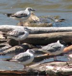 pescadero_beach_2007-05-06.jpg