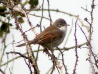 whitethroat balaggan may 07.jpg