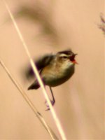 sedge warbler balag may 07.jpg