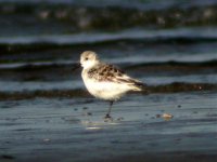 sanderling baltray may 07.jpg