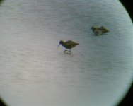 Spotshank Cley.jpg