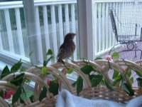 bird pics 07 072.jpg