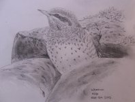 aamswryneck.jpg