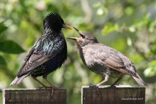 Starling3@EtherleyMoor_250507.jpg