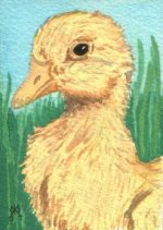 ACEO yellowduckling.jpg