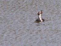 1)G.C.Grebe displaying.JPG