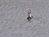 2)G.C.Grebe displaying.JPG