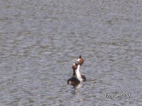 3)G.C.Grebe displaying.JPG