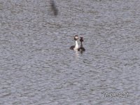 4)G.C.Grebe displaying.JPG