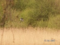 5)Grey Heron in flight.JPG