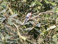 7)Bullfinch.JPG