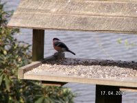 8)Bullfinch.JPG