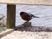 9)Bullfinch.JPG