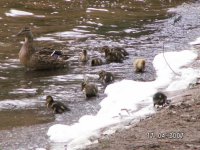 12)Mallard Family.JPG