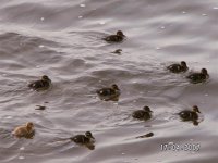 13)Mallard Ducklings.JPG