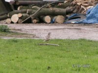 14)Mistle Thrush.JPG