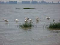 bf spoonbills.deep bay IMG_0355.jpg