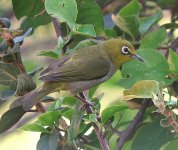 japanese white-eye IMG_0296.jpg