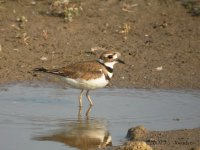 Killdeer0165b.jpg