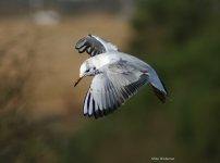 38123gull_copy.jpg