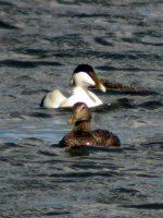 eider pair balag may 07.jpg