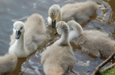 SVCP Cygnets b.jpg