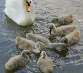 SVCP Cygnets c.jpg