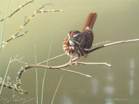 song sparrow2.jpg
