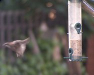 Sparrow-flyaway-web.jpg