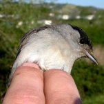 Blackcap3.JPG