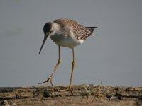 yellowlegs.jpg