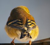 Backend of Goldfinch2.JPG