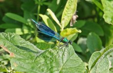 Banded-Demoiselle--(1)-Stru.jpg