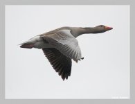 greylag1f.jpg