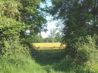 buttercup meadow.jpg