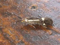 esperia_sulphurella_apr_04_640c.jpg