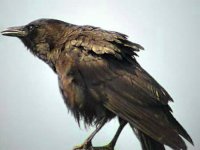crow2.jpg