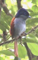 Mascarene Paradise Flycatcher male.jpg