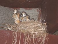 baby robins5.jpg