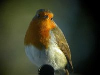 Robin - Garden - 29th January 2004.JPG