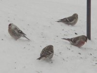 4 Redpolls,Jan29'04 (3).jpg