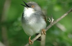 Grey Breasted Prinia1.JPG