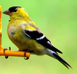 american_golden_finch.jpg