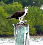 Osprey eating fish.JPG