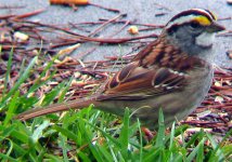 white_throated_sparrow.jpg