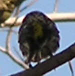 bird id 2a.jpg