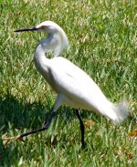 Herbie strutting.jpg