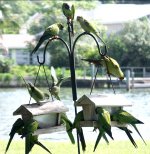 Conures and Quakers.JPG