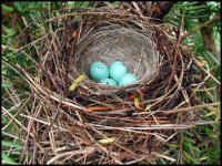 chipping_sparrow_eggs_in_nest.jpg